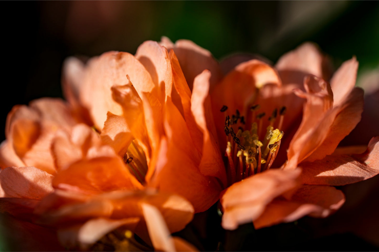 Blush Quince Blossoms | Cottage Garden Wall Art