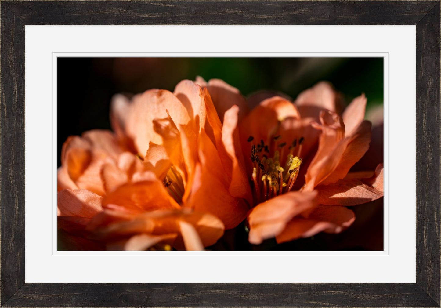 Blush Quince Blossoms | Cottage Garden Wall Art