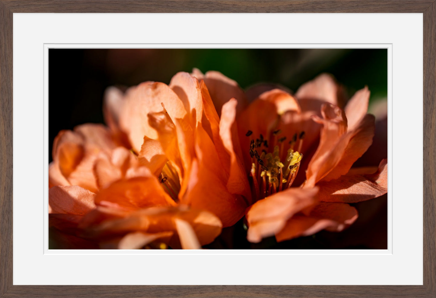Blush Quince Blossoms | Cottage Garden Wall Art