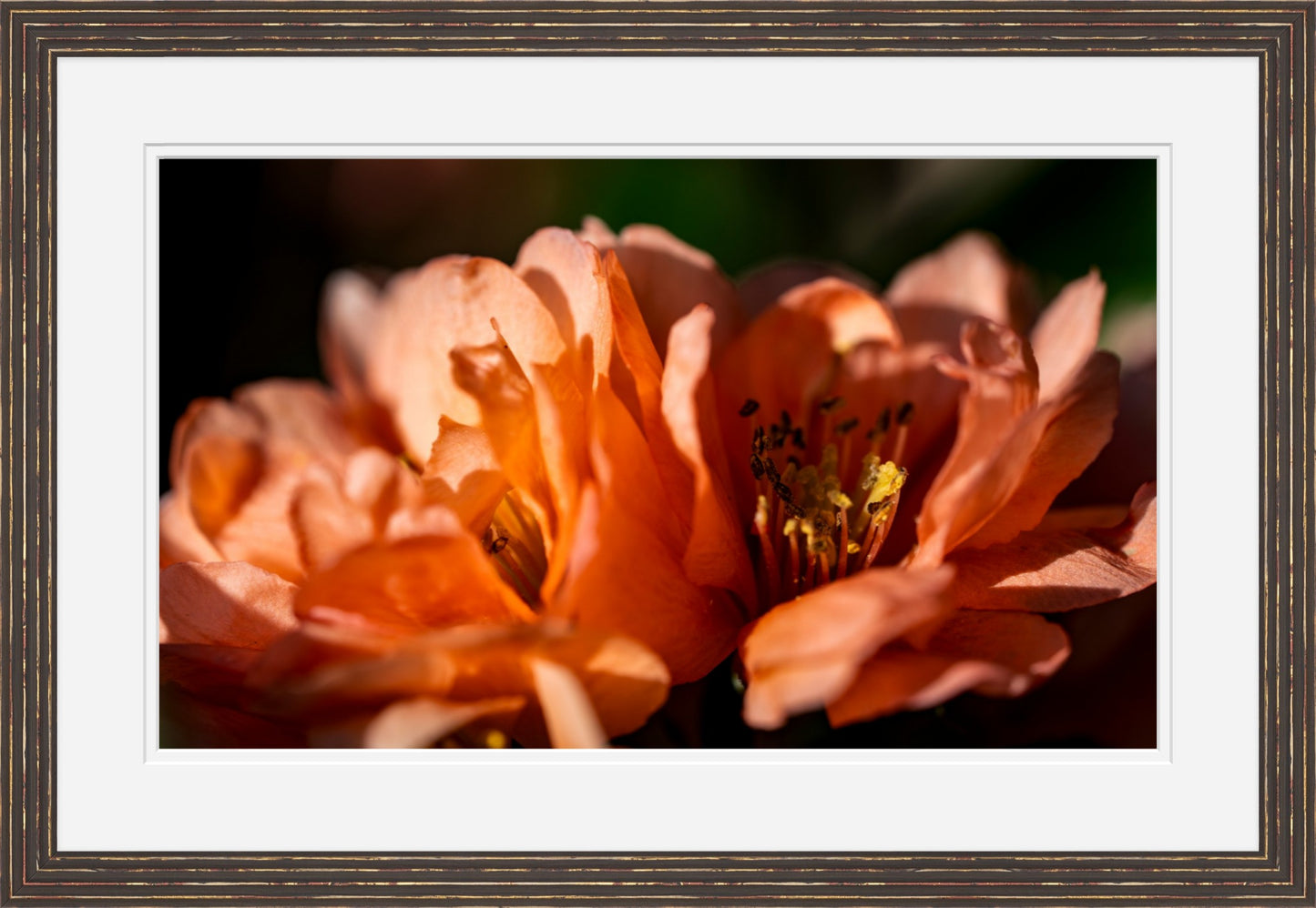Blush Quince Blossoms | Cottage Garden Wall Art