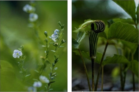 Woodland Set of two 11x14" - Jack in the Pulpit & Thyme Leafed Speedwell