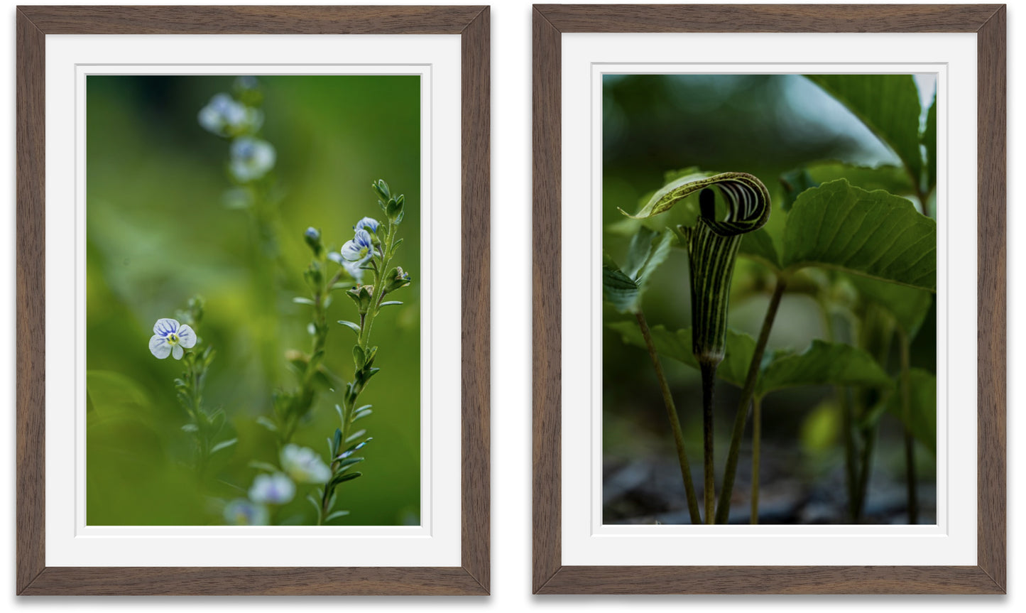 Woodland Set of two 11x14" - Jack in the Pulpit & Thyme Leafed Speedwell