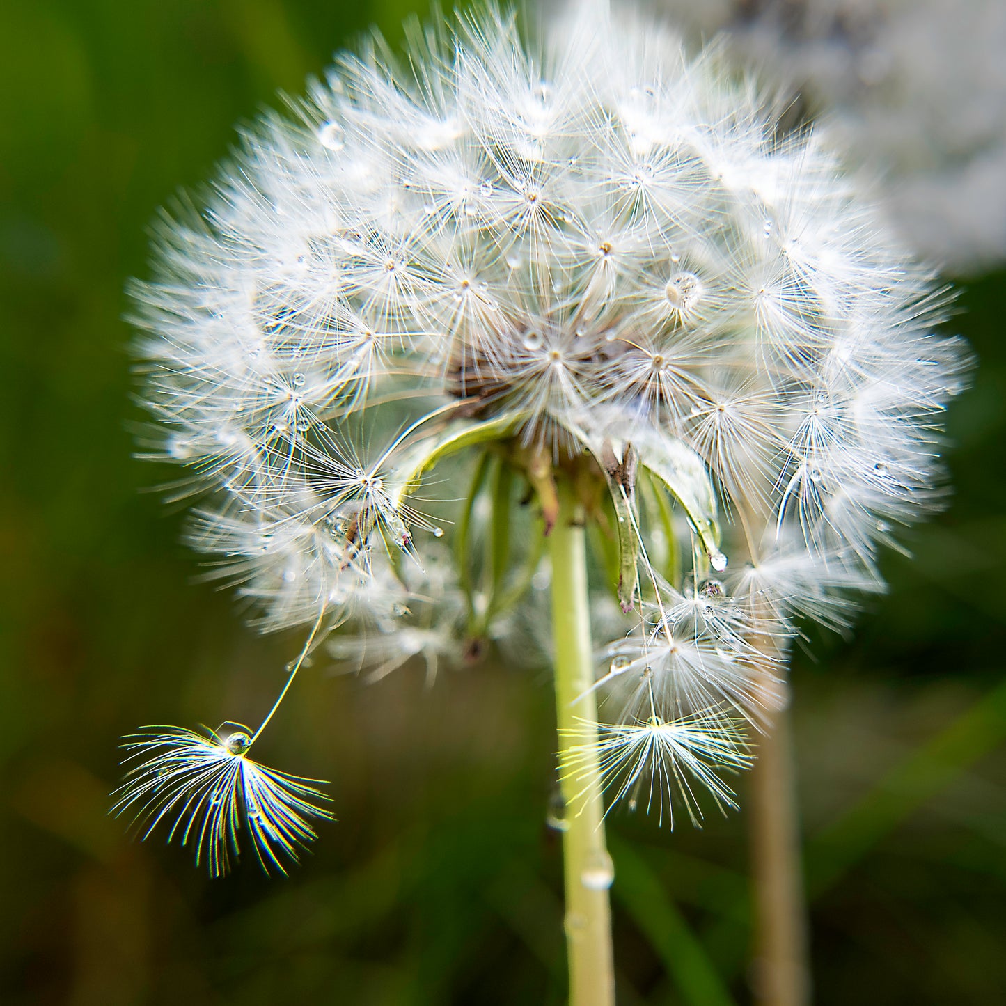 Close-up of a dandelion with seeds blowing away against a blurred green background