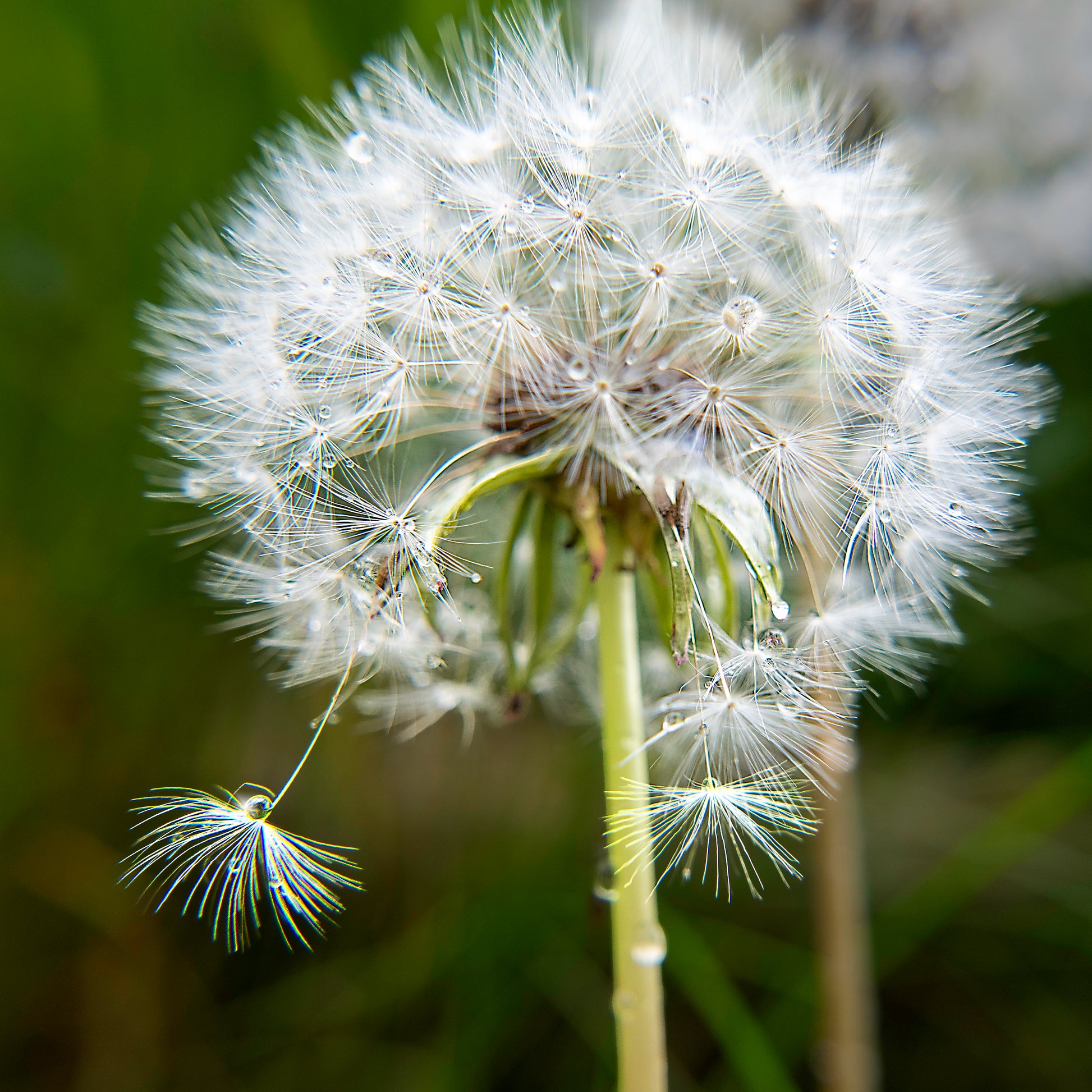Close-up of a dandelion with seeds blowing away against a blurred green background