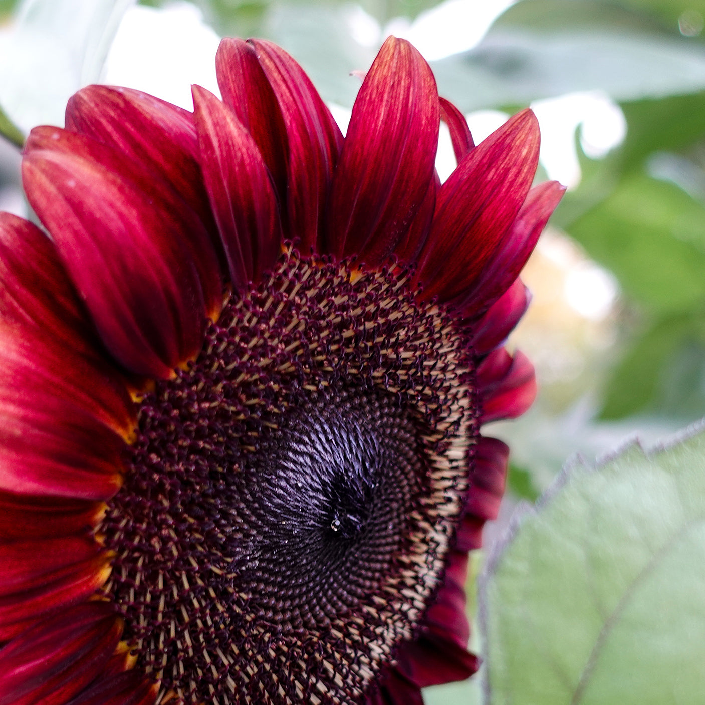 Sunflower Red Tile