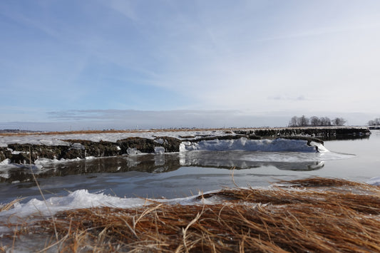 Frozen marsh with ice and snow, surrounded by a clear blue sky.