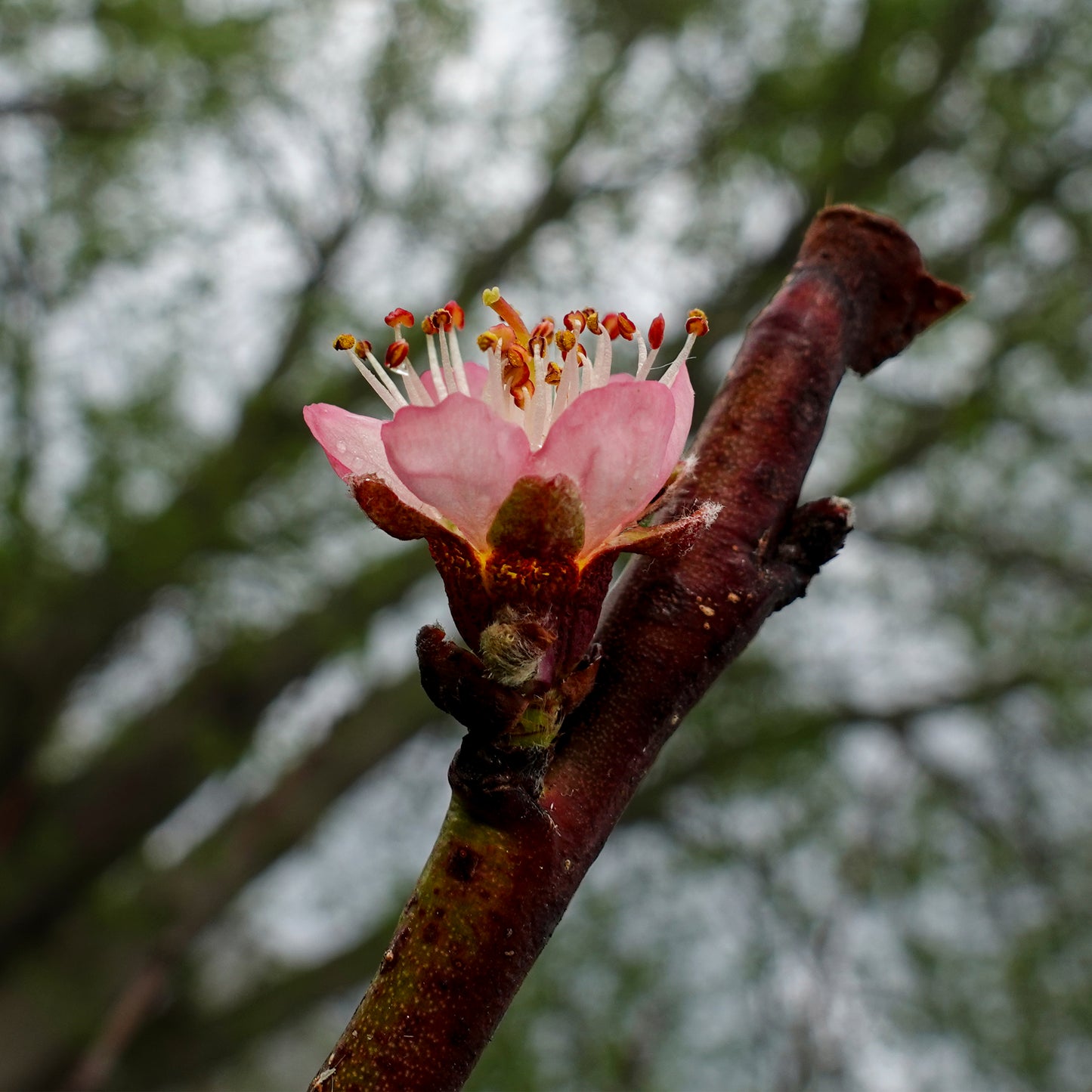 Peach Blossom Tile Too