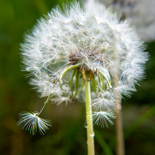 Dandelion in the Rain Tile