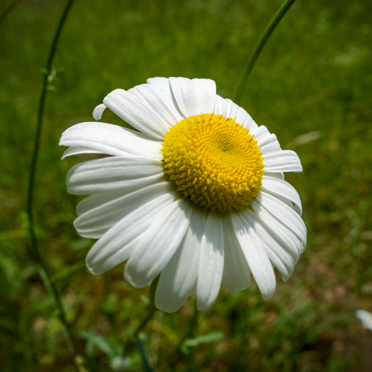 Daisy Tile