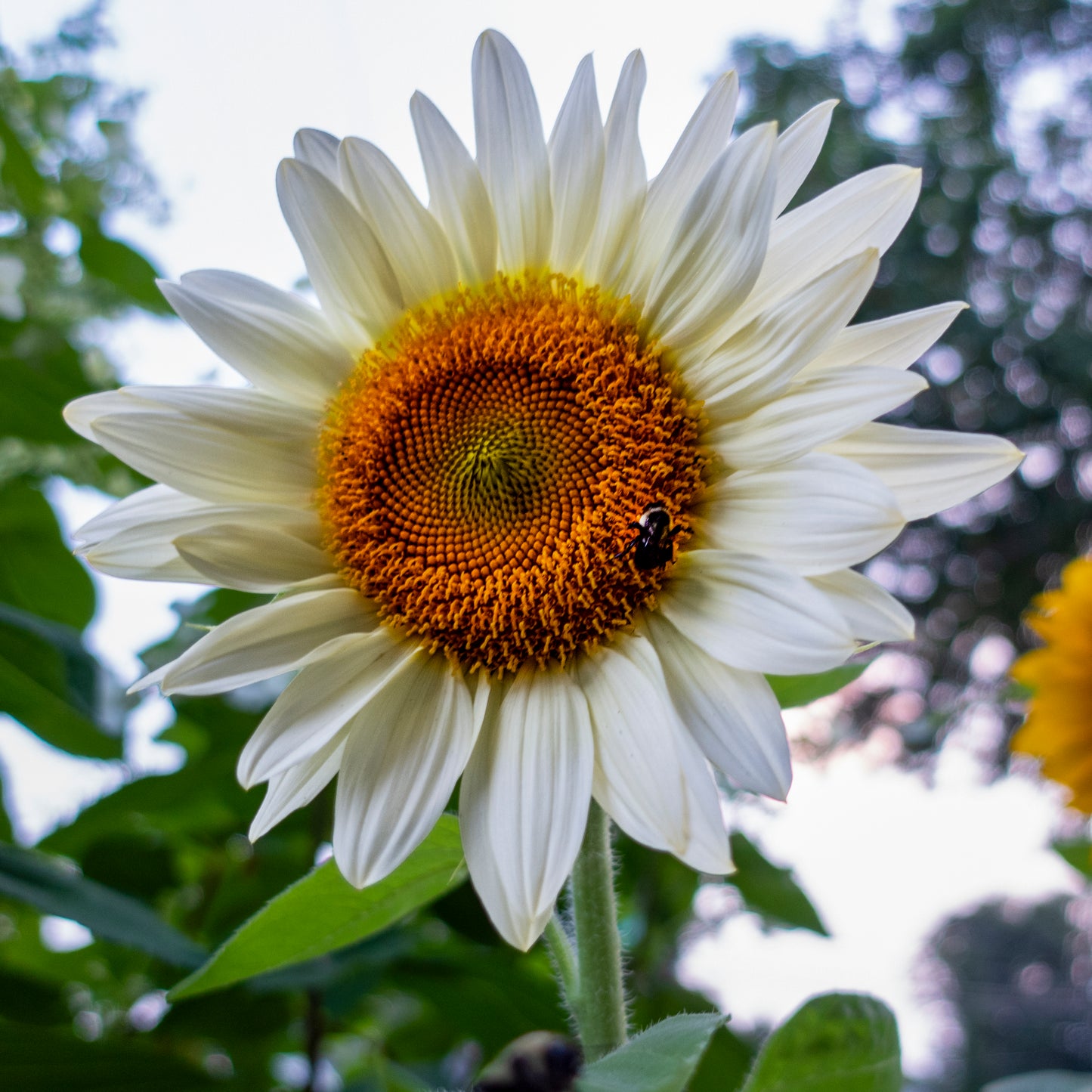 Sunflower & Bee Tile