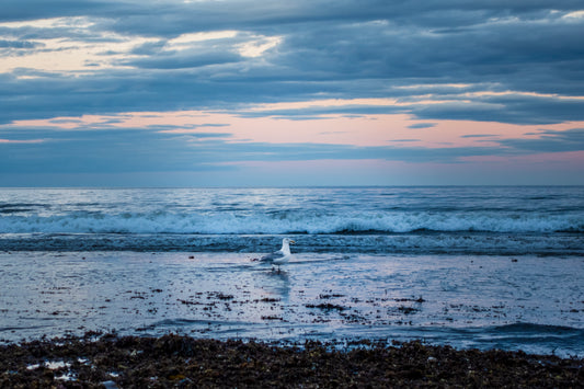 Dramatic Ocean Skies & A Seagull On The Beach - Atlantic Coast of New Hampshire