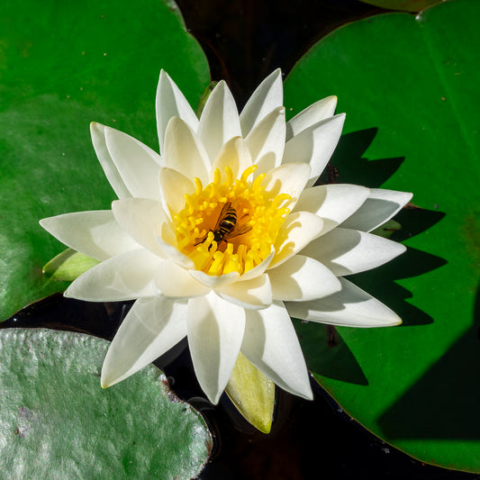 Water Lily & Bee Tile