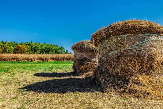 Autumn in New England No.4 - After the Harvest