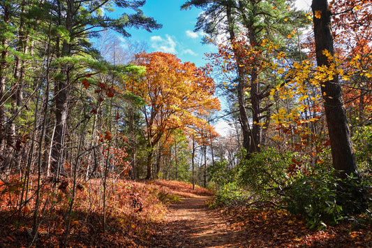 Autumn in New England No. 1 The Sunlit Forest Trail