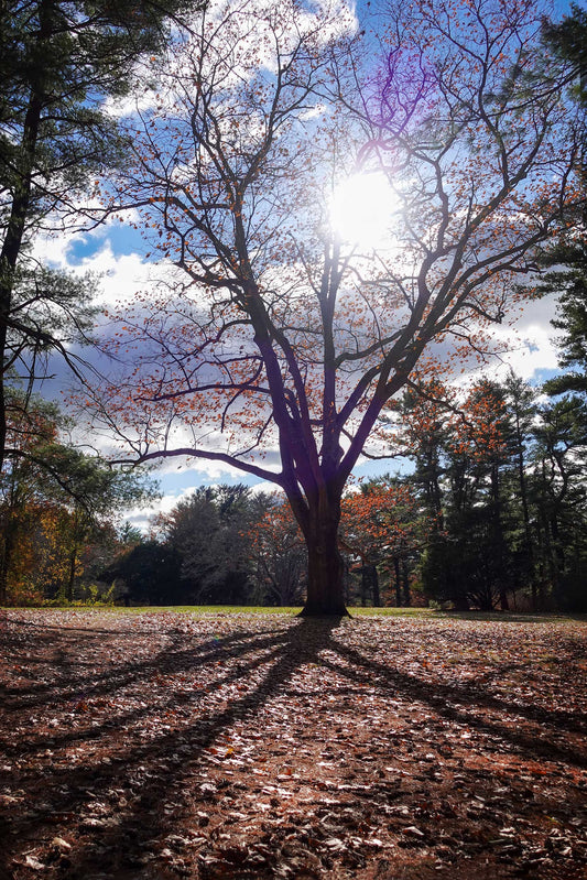 Sun Through The Branches