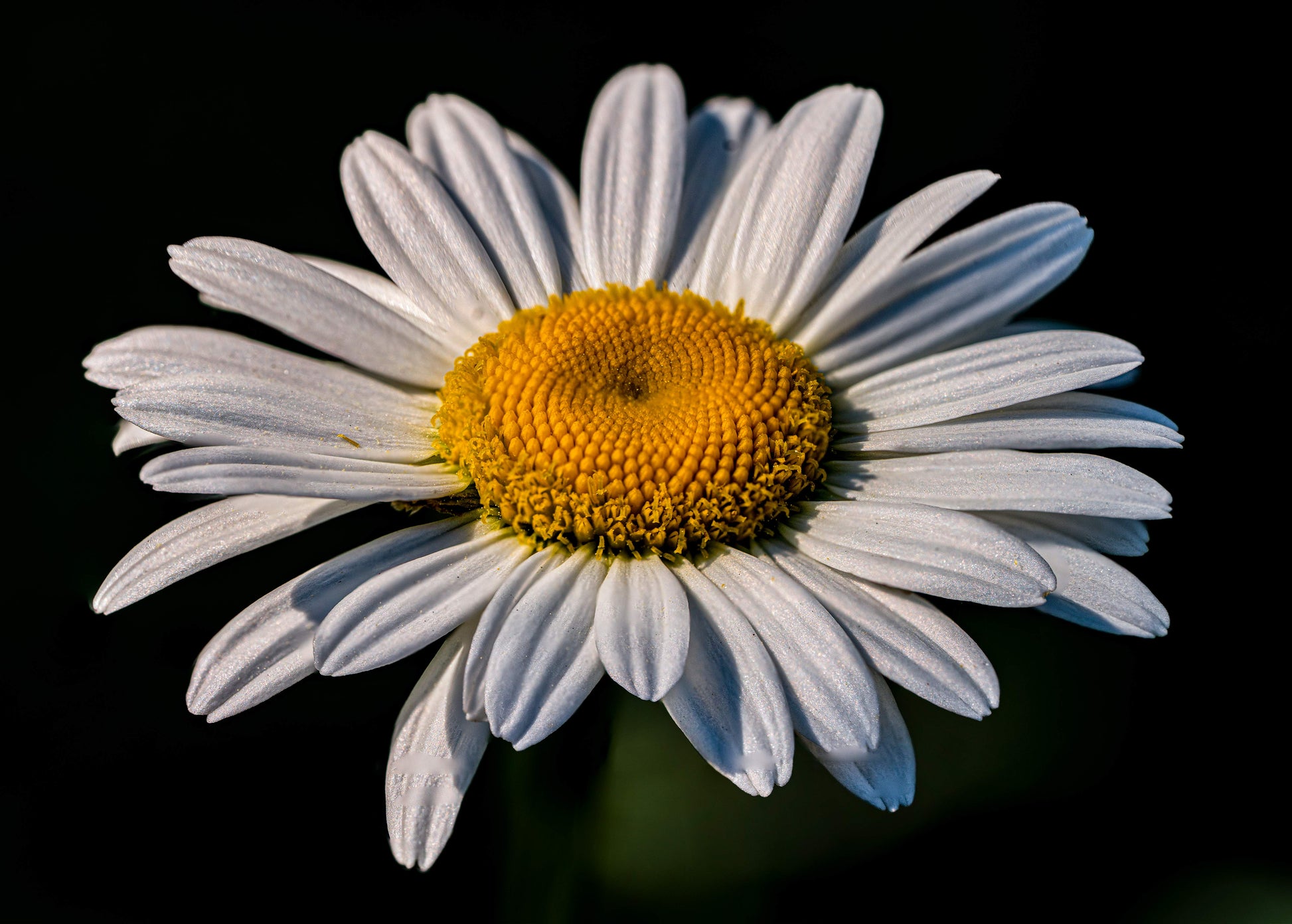 White daisy flower with a yellow center on a black background
