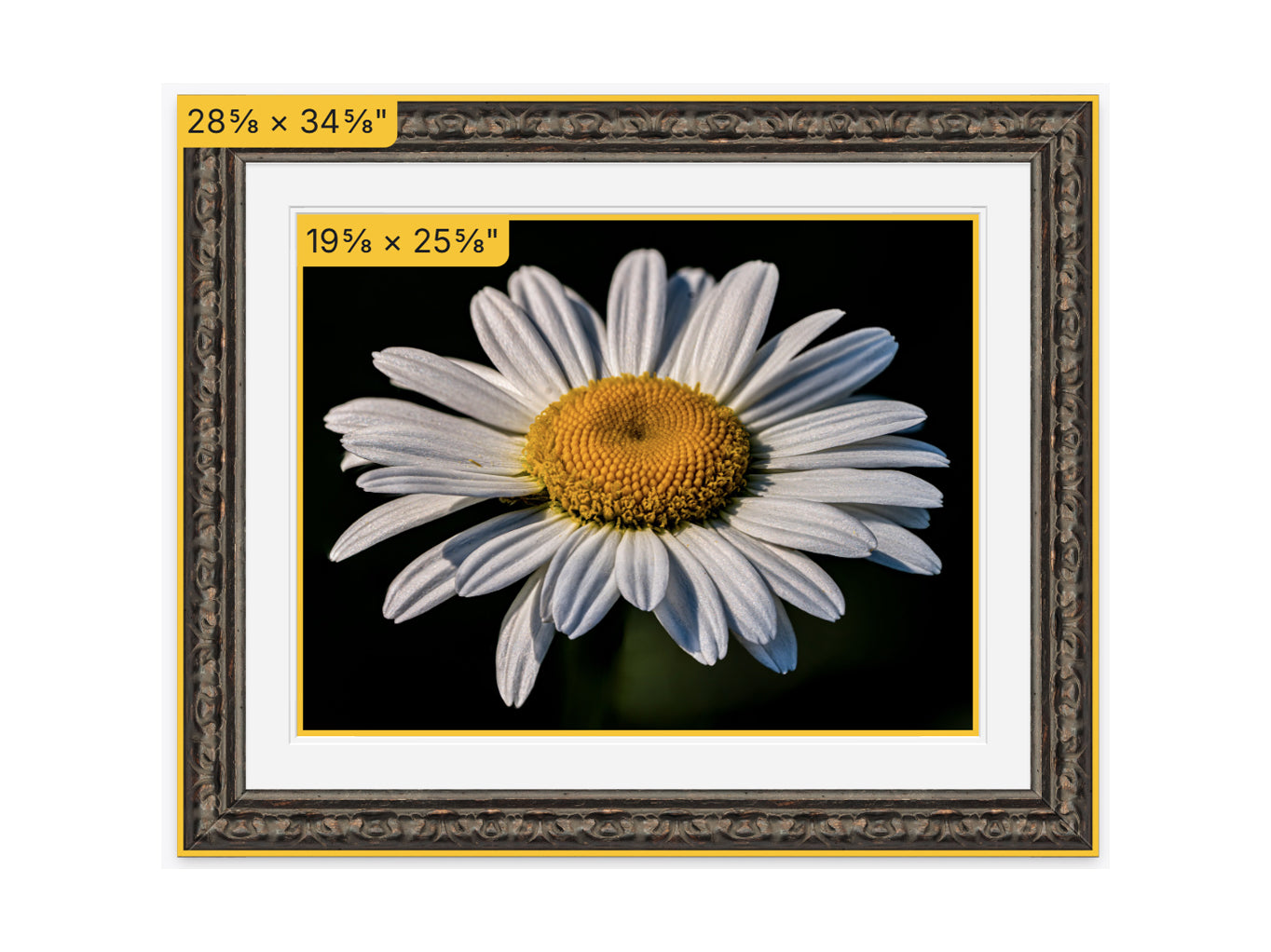 Framed picture of a white flower with a yellow center, showing dimensions on a white background.