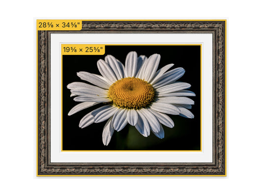 Framed picture of a white flower with a yellow center, showing dimensions on a white background.