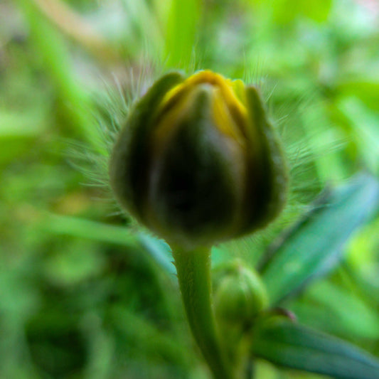 Budding Blossom Tile