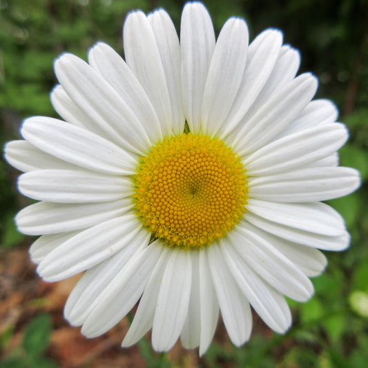 Daisy in the Sun