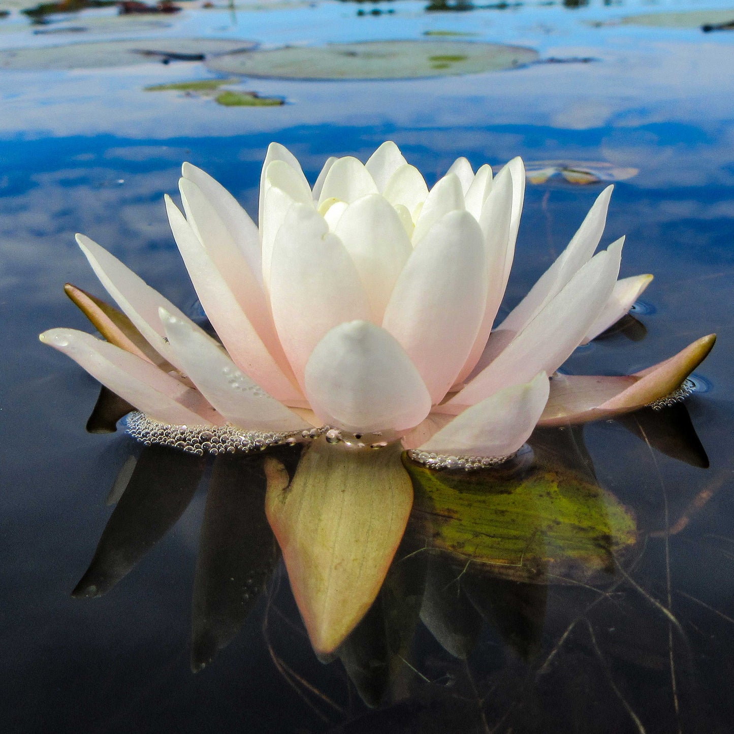 Pink Water Lily Tile