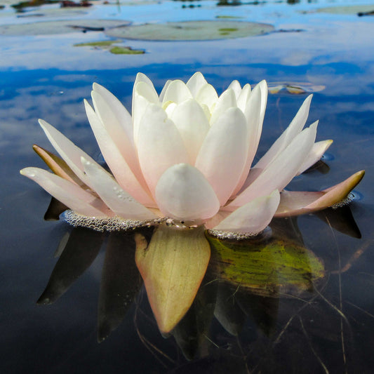 Pink Water Lily Tile