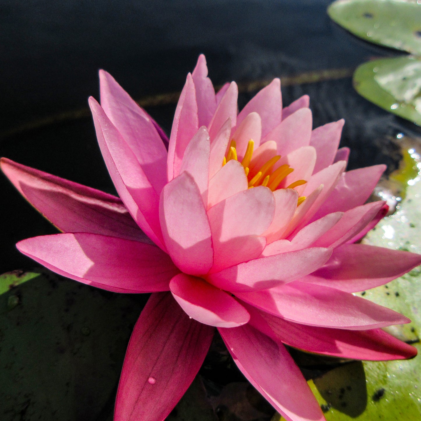 Water Lily Pink Tile