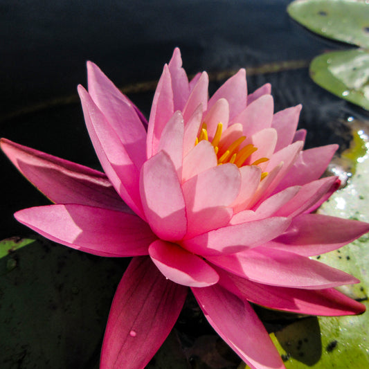 Water Lily Pink Tile