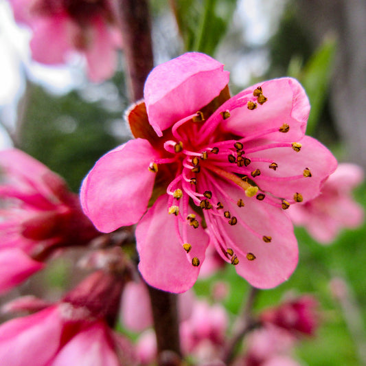 Peach Blossom Tile