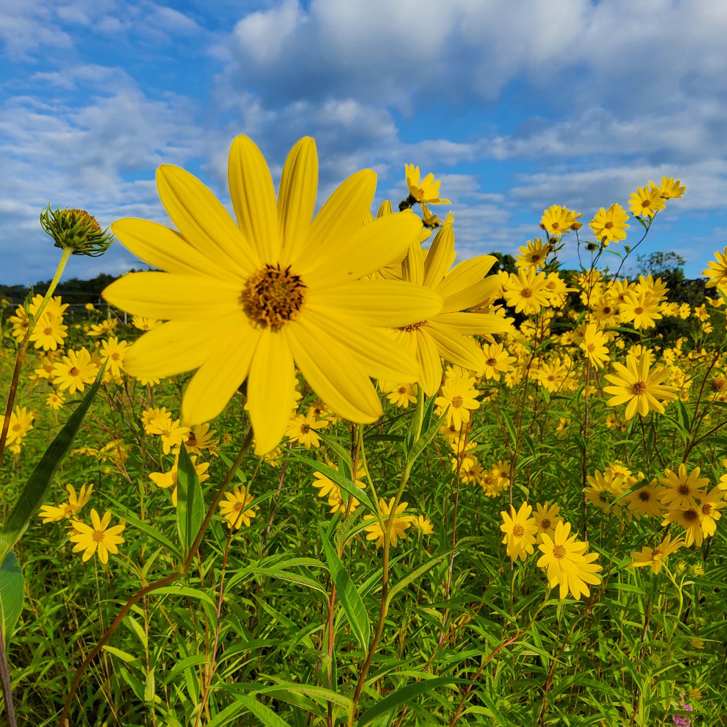 Wild Sunflower Tile