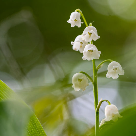 Lily of the Valley Square Mounted Photographic Print
