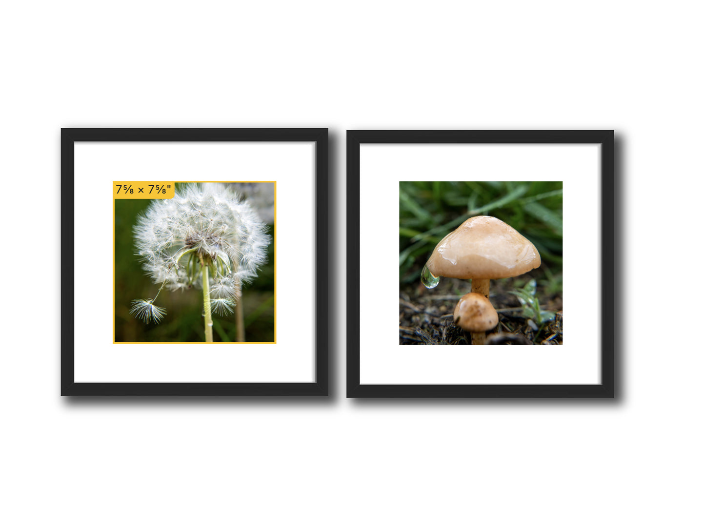 Dandelion & Mushroom in the Rain — Framed Square Nature Photo Set