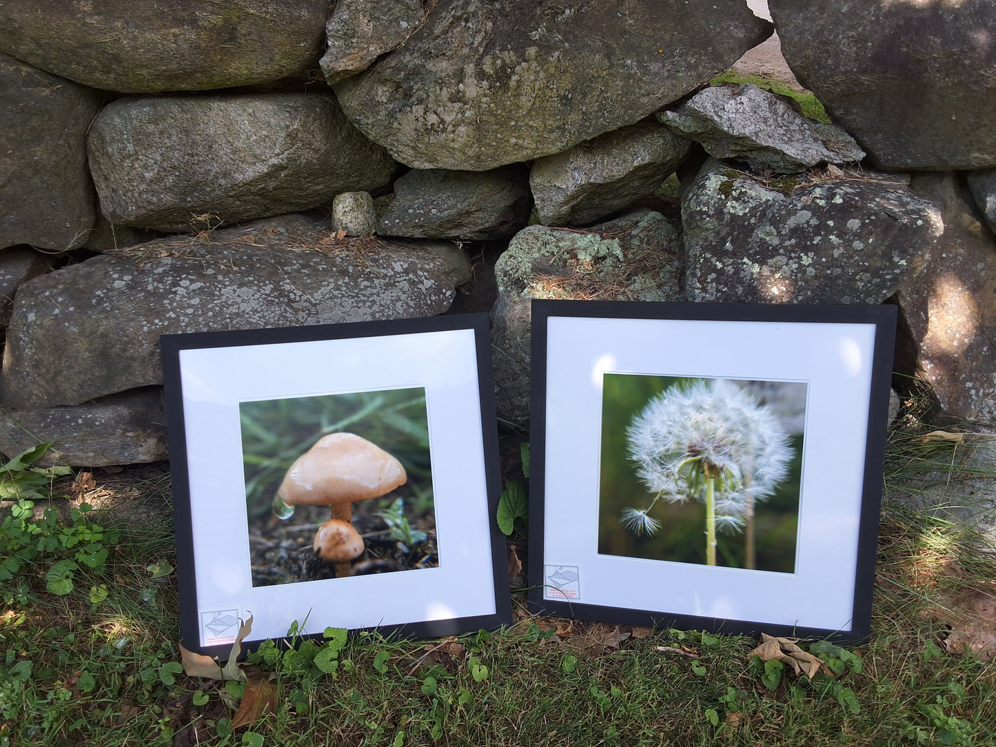 Dandelion & Mushroom in the Rain — Framed Square Nature Photo Set