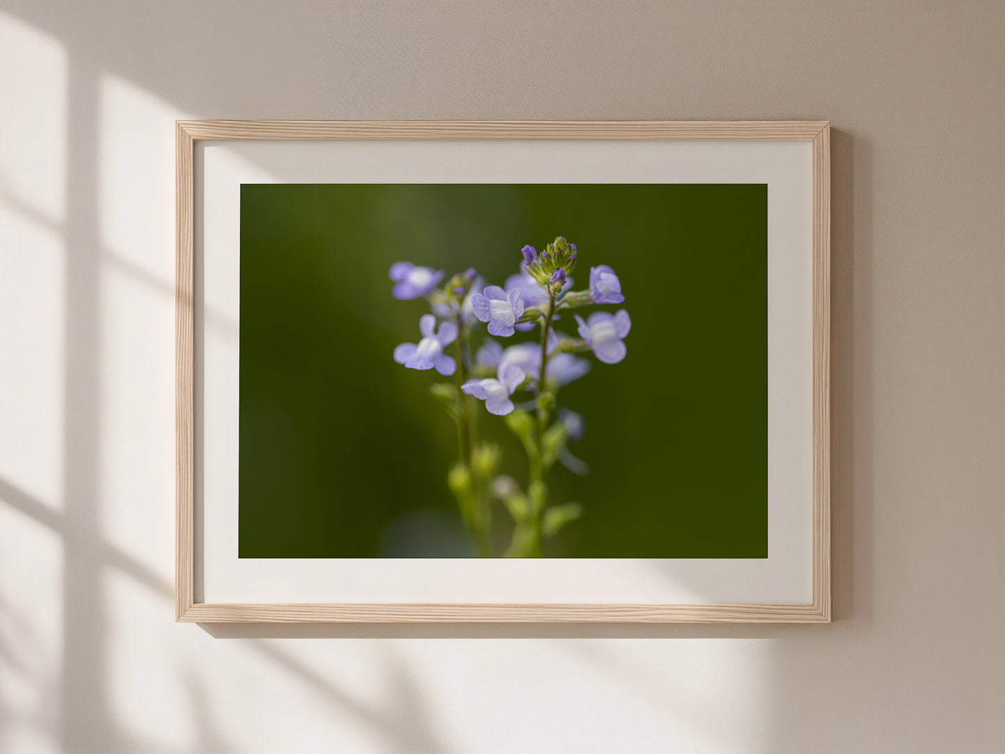 Blue Toadflax Framed Wall Art | Macro Wildflower Photography Print