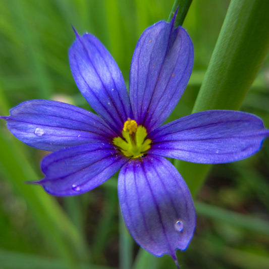 Blue Eyed Grass Blossom Tile