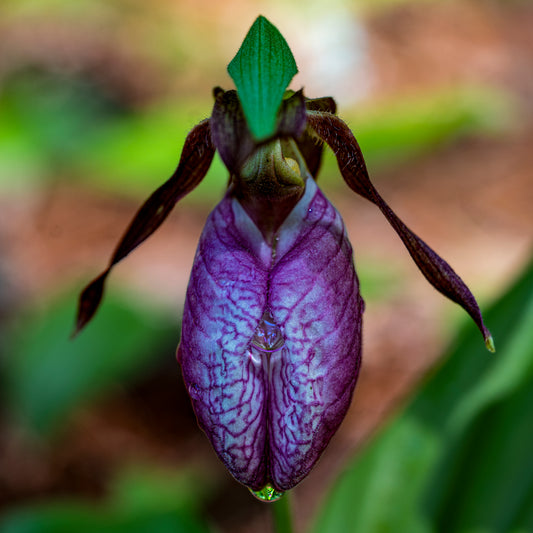 Close-up of a purple orchid with a blurred green and brown background