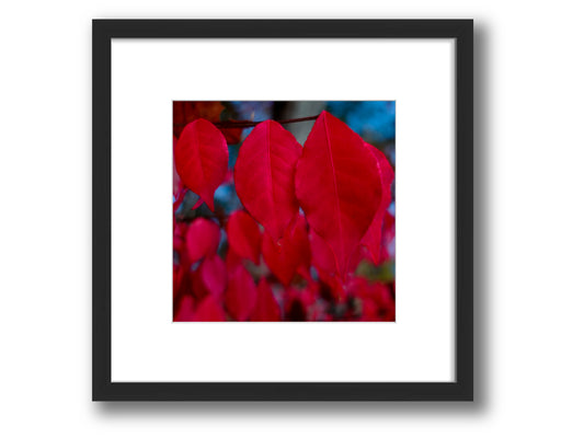 Burning Bush Autumn Red Leaves | Framed Nature Photography
