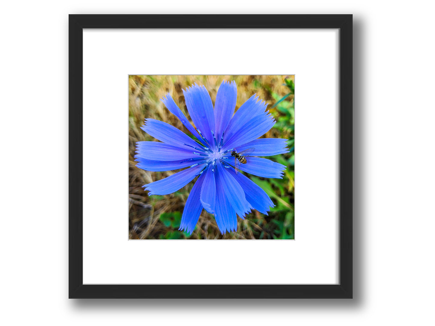 Hoverfly on Chicory Blossom | Framed Nature Photography