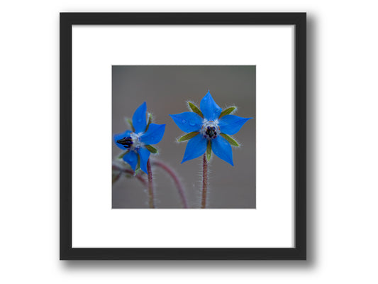 Borage Blossoms in Blue | Framed Nature Photography