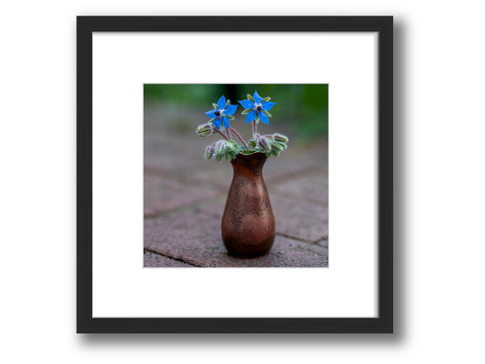 Borage Study in Copper and Blue | Framed Nature Photography