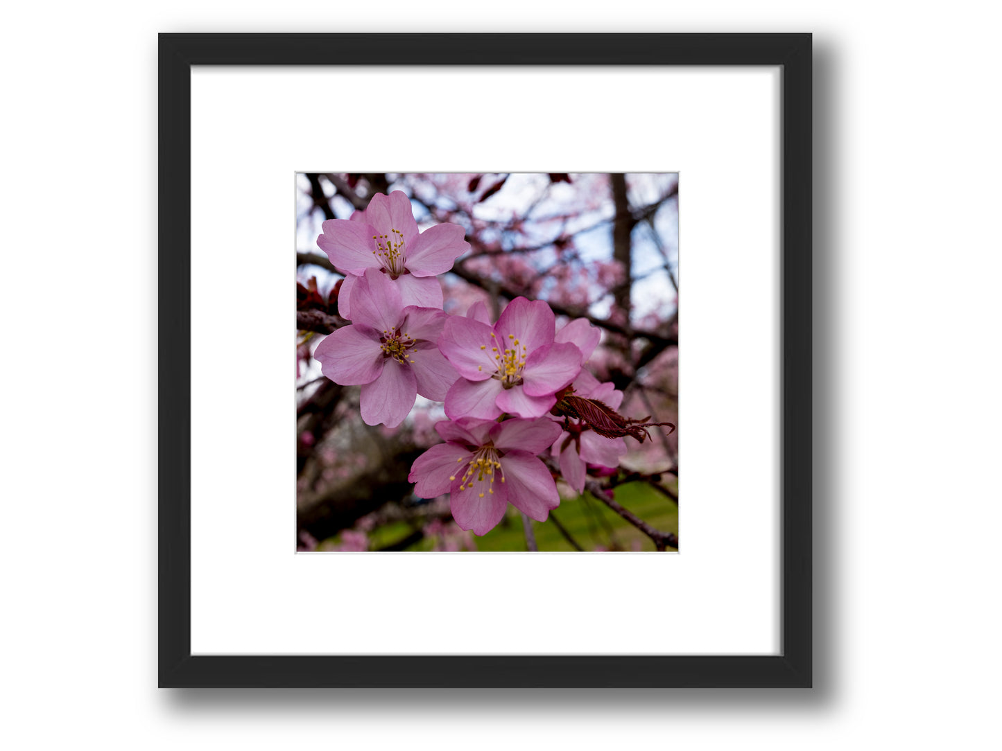 Cherry Blossom | Framed Nature Photography