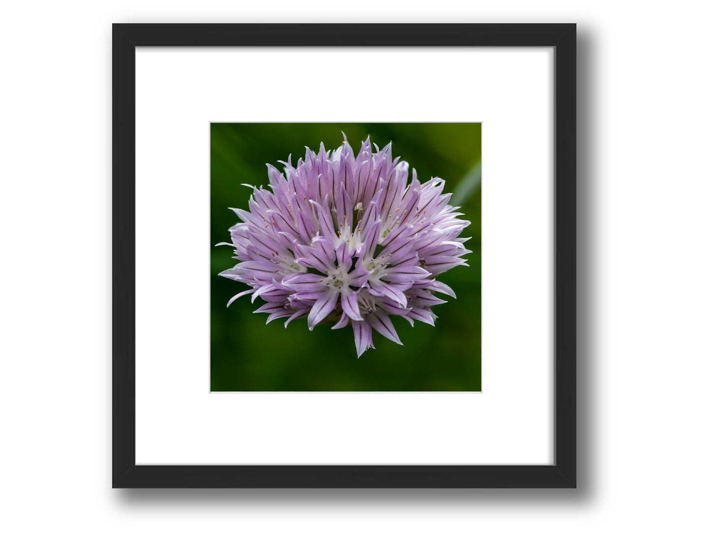 Chive Blossom - From The Homestead | Framed Nature Photography