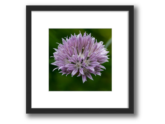 Chive Blossom - From The Homestead | Framed Nature Photography