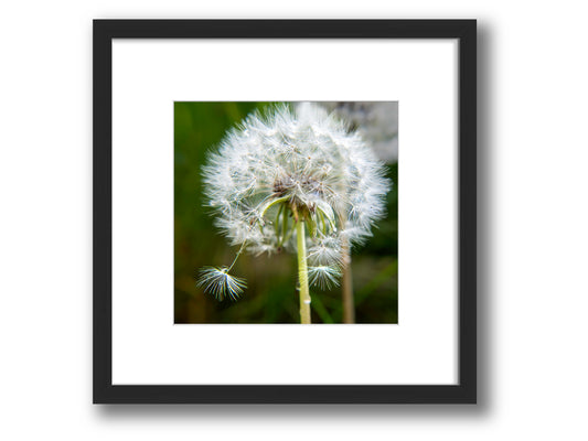 Dandelion with Raindrops | Framed Nature Photography