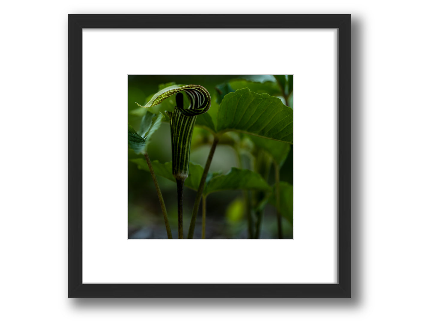 Jack in the Pulpit in Forest Light | Framed Nature Photography