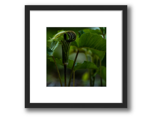 Jack in the Pulpit in Forest Light | Framed Nature Photography