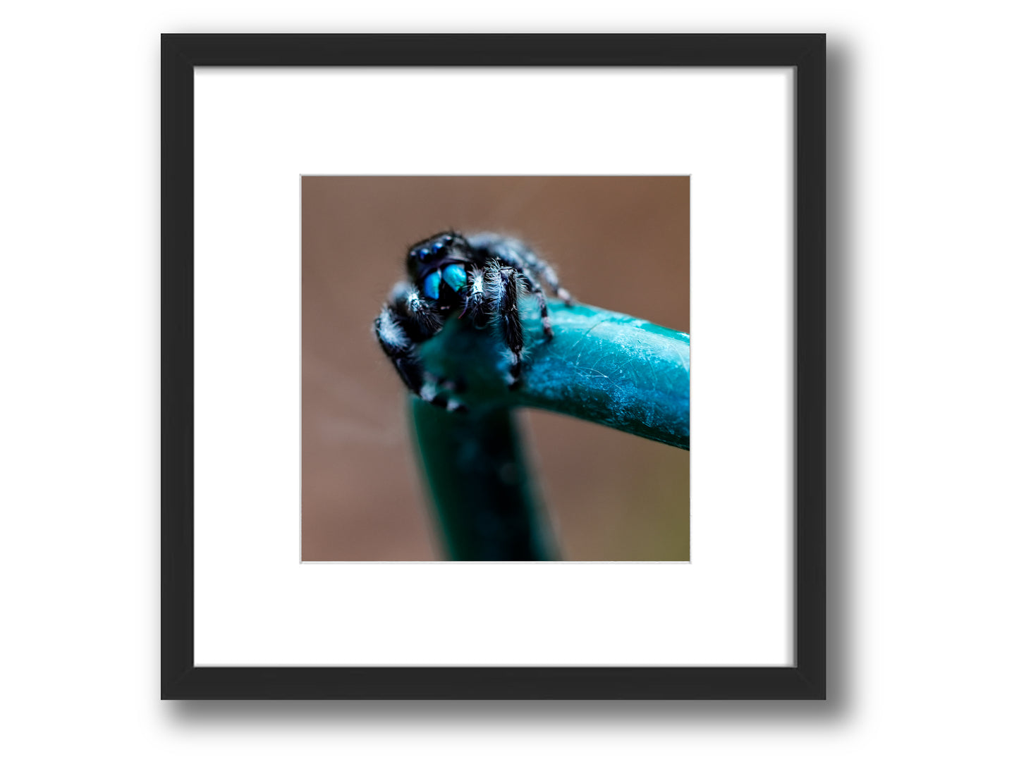 Bold Jumping Spider | Framed Nature Photography
