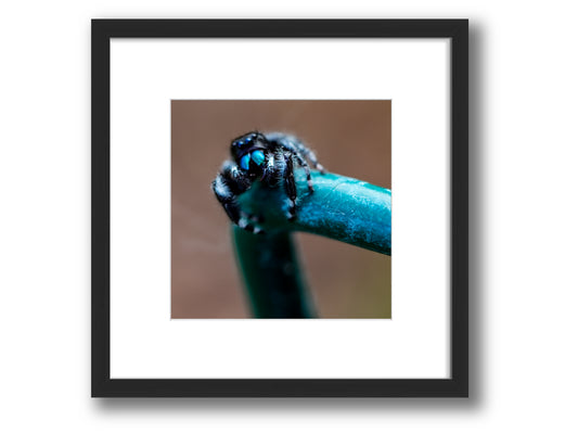 Bold Jumping Spider | Framed Nature Photography