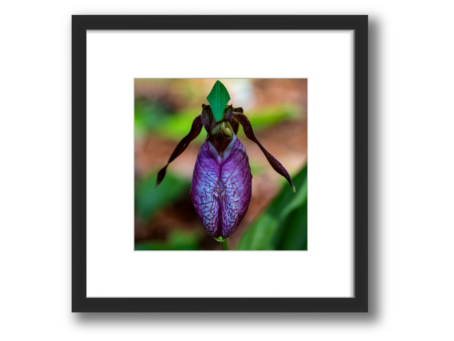 Rain-Kissed Pink Lady's Slipper | Framed Nature Photography
