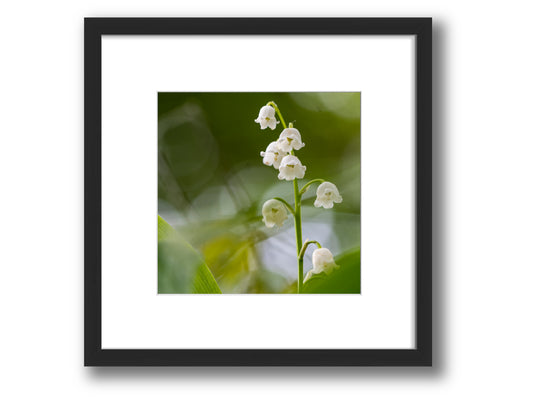 Lily of the Valley in Spring Light | Framed Nature Photography